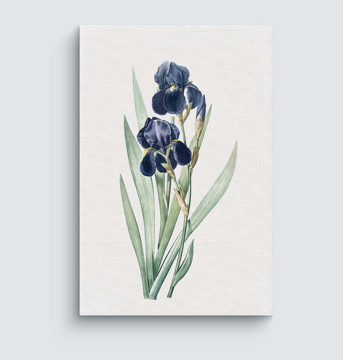 Blue Iris - Klasika