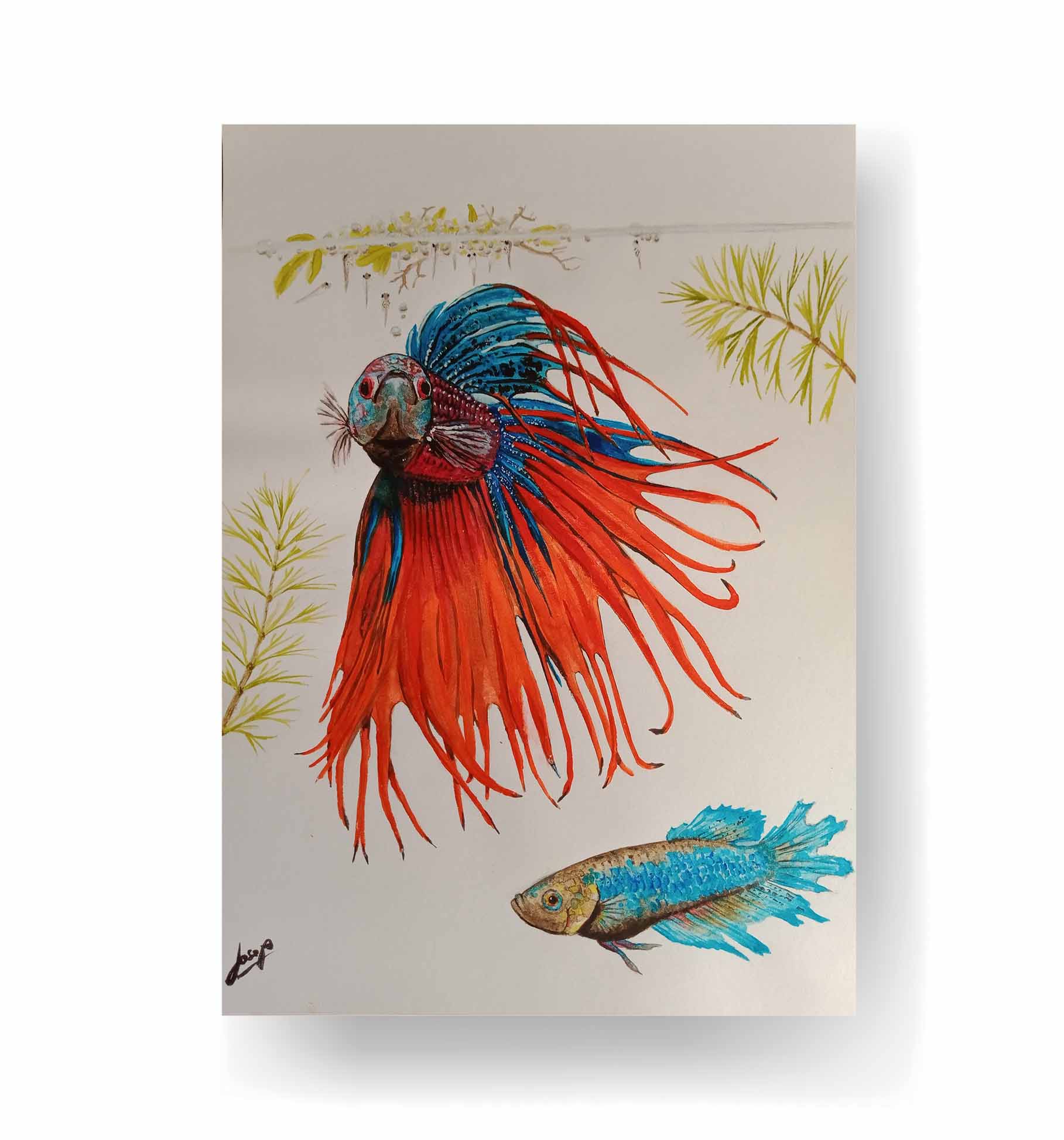 Betta Fish - Klasika